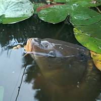 carp-taking-surface-bait--small